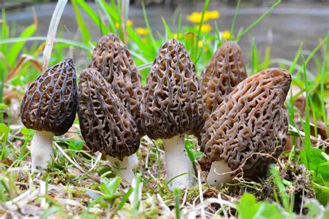 Morel mushrooms in alabama - The Morel Mushroom has a yellow and brown flesh orange cap, white spores, thick white or pale cream stalks, and brown gills. This type of mushroom grows …